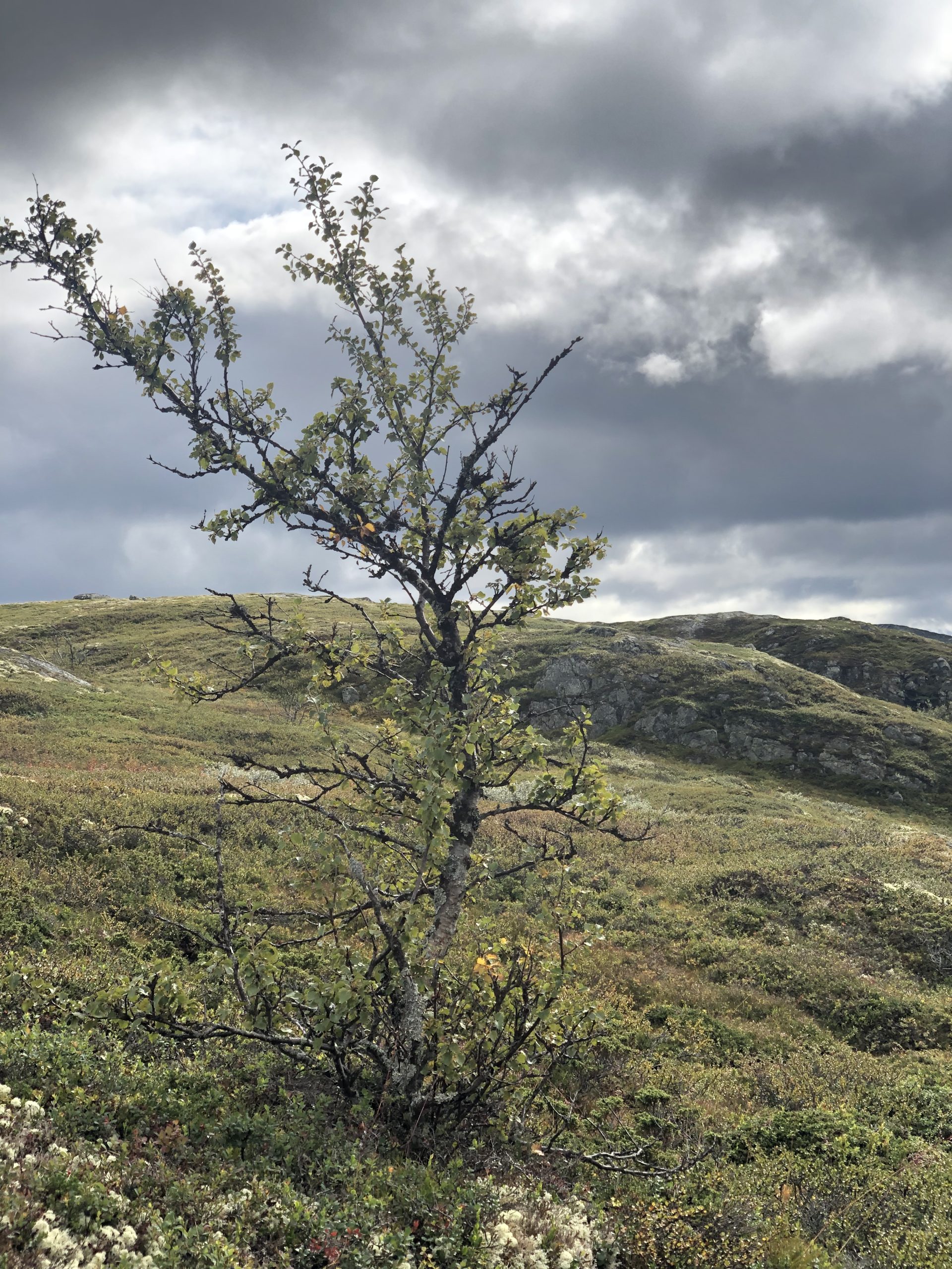 Sommer og høst på Rauland