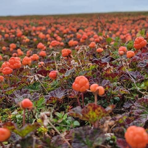 Sommer og høst på Rauland