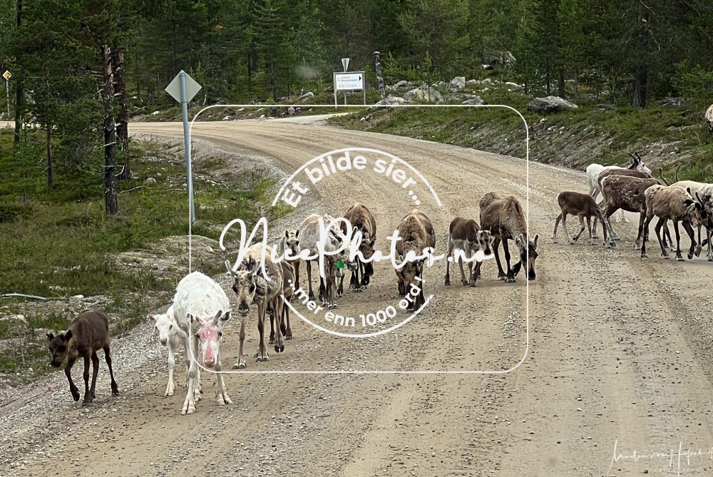 Se mer: https://www.nicephotos.no