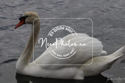 Se mer: https://www.nicephotos.no